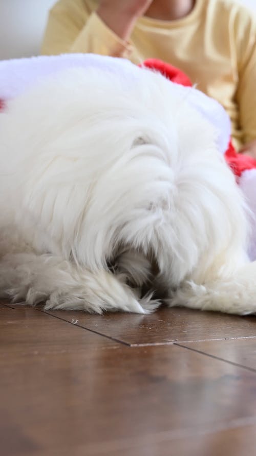 有关动物, 可爱, 垂直视频的免费素材视频