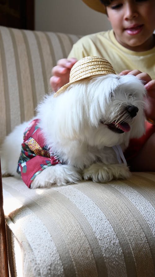 有关休闲活动, 儿童, 动物头的免费素材视频