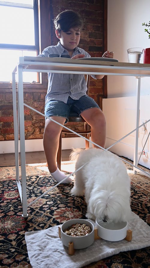 有关动物, 可爱, 吃的免费素材视频