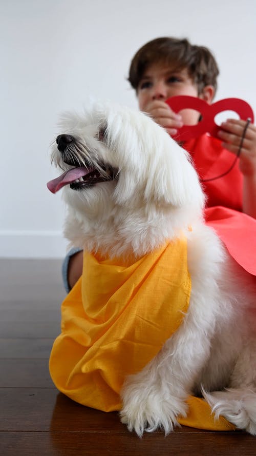 有关伸出舌头, 动物, 可爱的免费素材视频