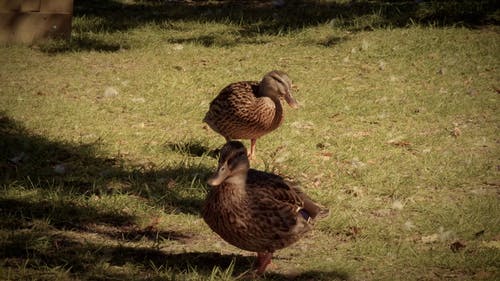 有关动物, 户外, 步行的免费素材视频