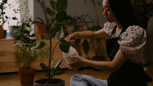 有关倾注,喷壶,女人的免费素材视频