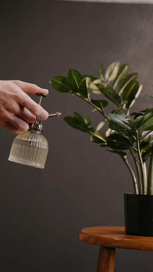 有关喷雾瓶,垂直视频,室内植物的免费素材视频