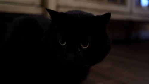 有关动物, 家畜, 宠物的免费素材视频