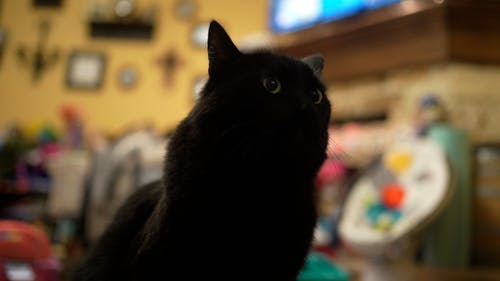 有关动物, 家畜, 宠物的免费素材视频