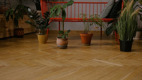 有关地板,室内植物,工厂的免费素材视频