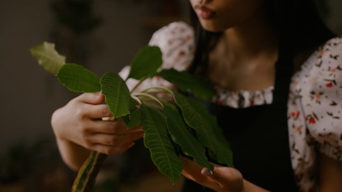 有关围裙,室内植物,手的免费素材视频