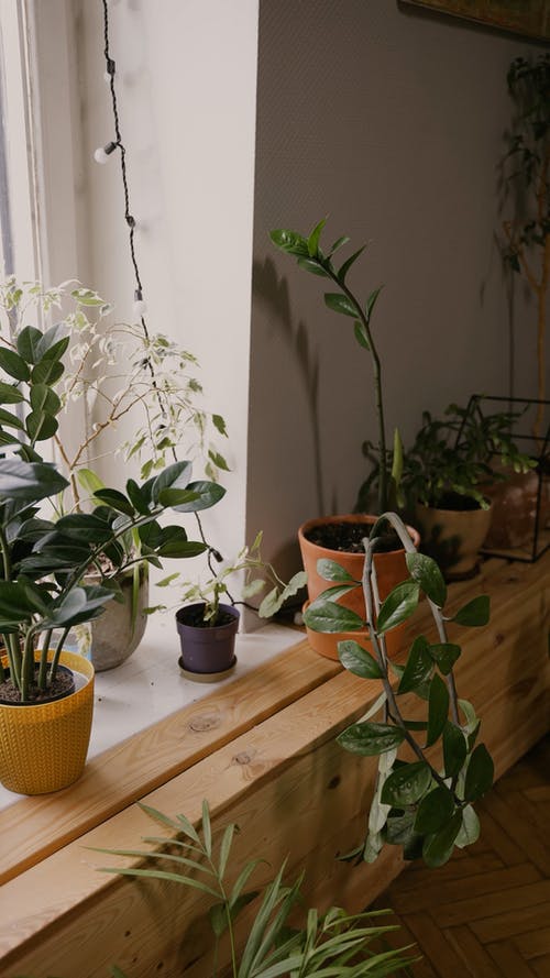 有关垂直视频, 室内, 室内植物的免费素材视频