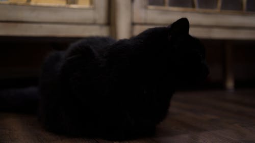 有关动物, 家畜, 宠物的免费素材视频