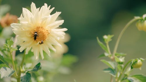 有关授粉, 昆虫, 植物群的免费素材视频