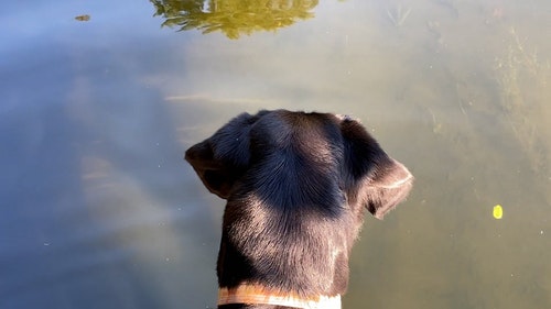 有关家畜,宠物,毛茸茸的免费素材视频