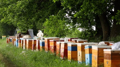 有关养蜂业, 养蜂人, 工作的的免费素材视频