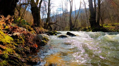 有关atumn, 下落, 天性的免费素材视频