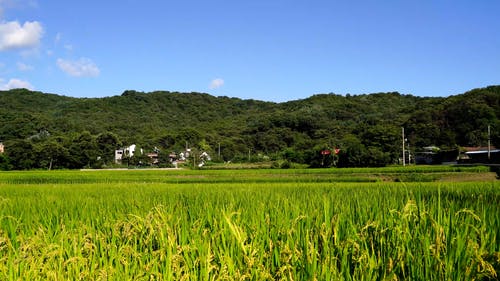 有关亚洲, 农村的场景, 增长的免费素材视频