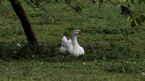 有关公园,动物,在树下的免费素材视频