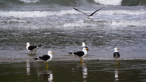 有关动物, 天性, 户外的免费素材视频