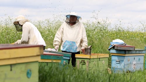 有关一群, 养蜂业, 养蜂人的免费素材视频