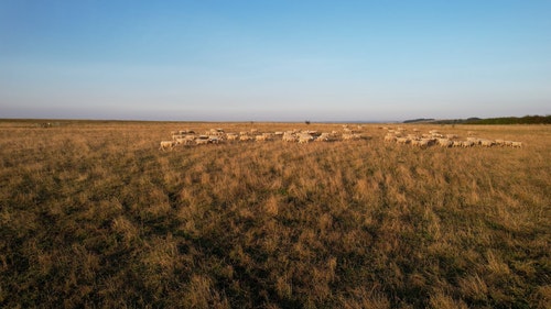 有关动物,哺乳动物,天性的免费素材视频
