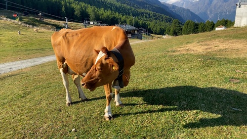 有关动物,吃,天性的免费素材视频