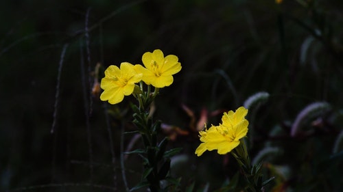 有关植物群,特写,绽放的免费素材视频