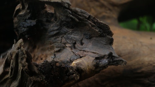 有关原本,宏观,很小的的免费素材视频