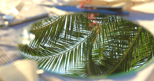 有关椰子叶,椰子树,特写镜头的免费素材视频