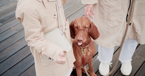 有关儿童,动物,宠物的免费素材视频