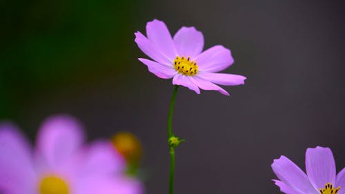 有关天性, 头花, 工厂的免费素材视频