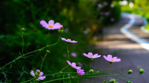 有关天性, 头花, 工厂的免费素材视频