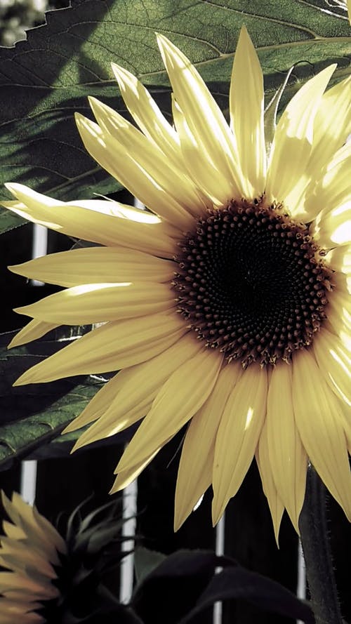 有关向日葵, 垂直视频, 头花的免费素材视频