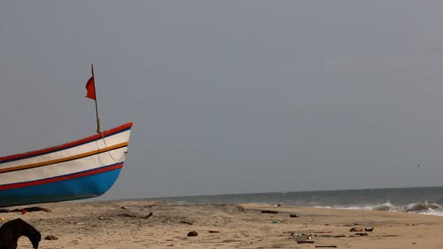 有关动物, 国内, 多风的免费素材视频