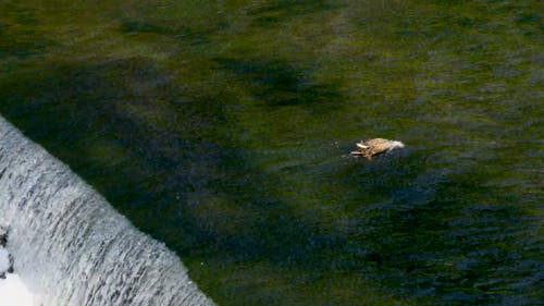 有关动物, 水禽, 河的免费素材视频