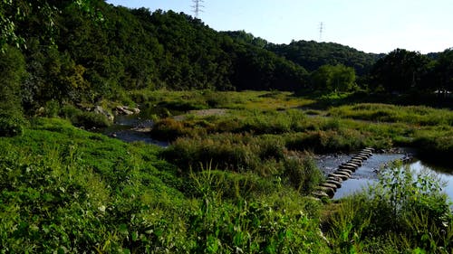 有关宁静, 岩石, 工厂的免费素材视频