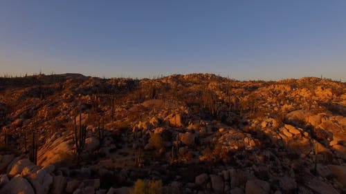 有关乾旱, 仙人掌, 岩石的免费素材视频
