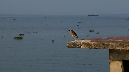 有关动物, 栖息, 灰色混凝土的免费素材视频