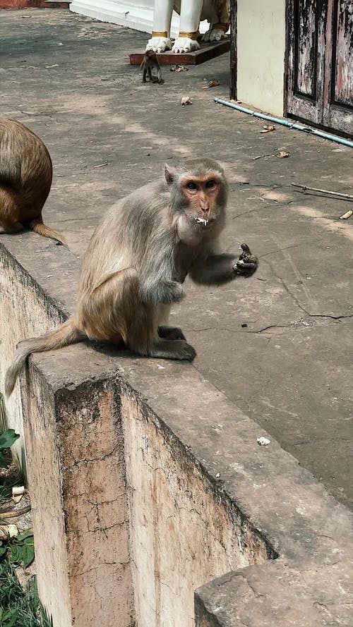 有关一起, 动物, 吃的免费素材视频