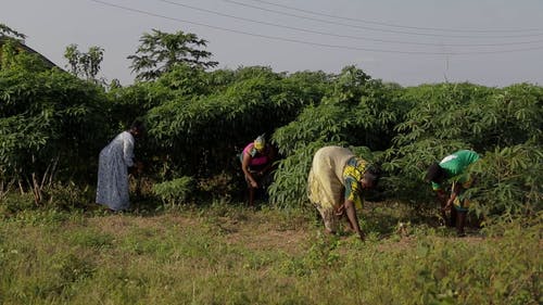 有关一小群人, 农村的场景, 女性的免费素材视频