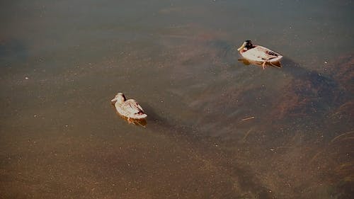 有关anas platyrhynchos, 一起, 动物的免费素材视频