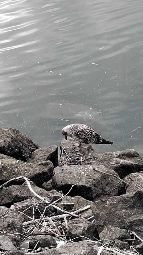 有关垂直视频,岩石,户外的免费素材视频