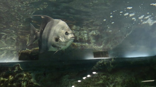 有关水下录像,水下钓鱼,水族馆的免费素材视频