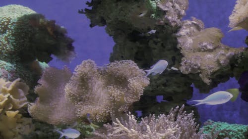 有关动物, 天, 户外的免费素材视频