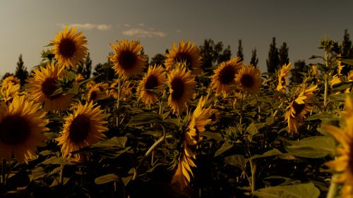 有关向日葵, 增长, 头花的免费素材视频