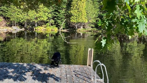 有关人, 动物, 可爱的免费素材视频