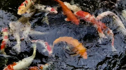 有关天, 水, 游泳的免费素材视频