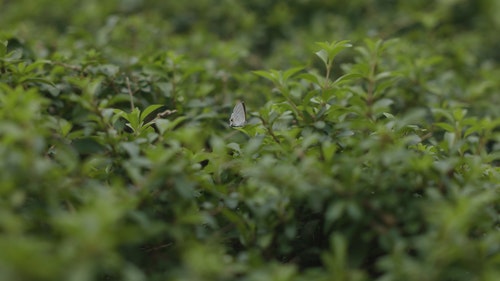 有关昆虫,模糊,特写的免费素材视频