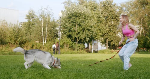 有关一起, 公园, 动物的免费素材视频