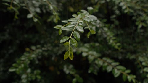 有关分公司, 天性, 天气的免费素材视频