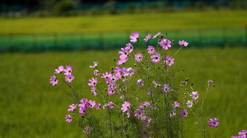 有关天性, 头花, 干的免费素材视频