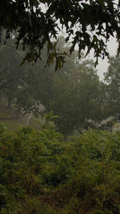 有关垂直视频, 天气, 工厂的免费素材视频