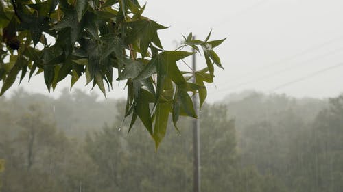 有关分公司, 天性, 天气的免费素材视频